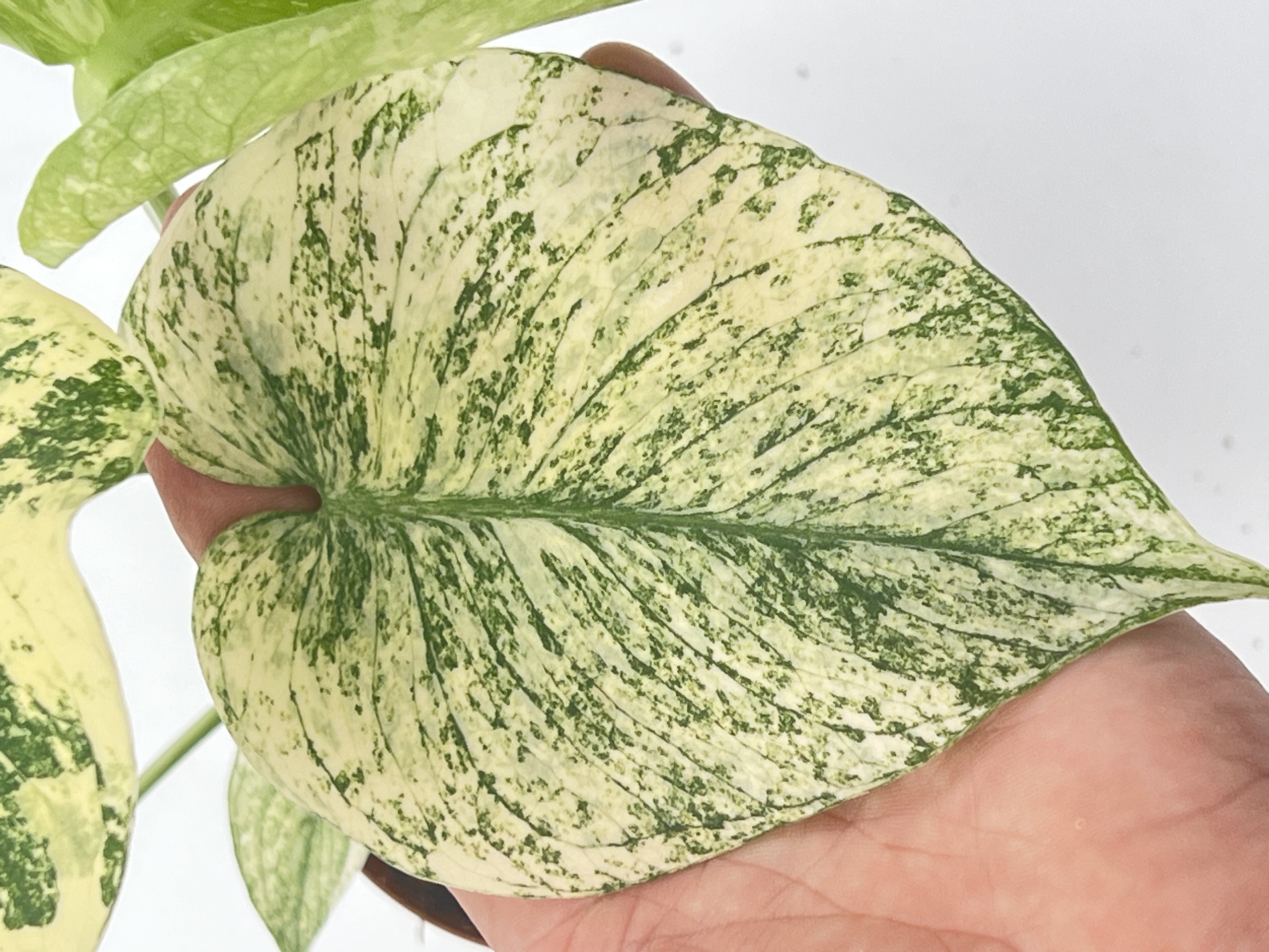Monstera Deliciosa White Monster