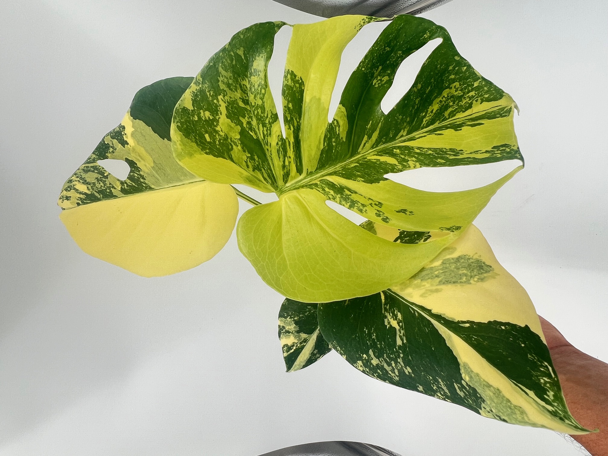 Monstera Deliciosa Pom Pom Aurea