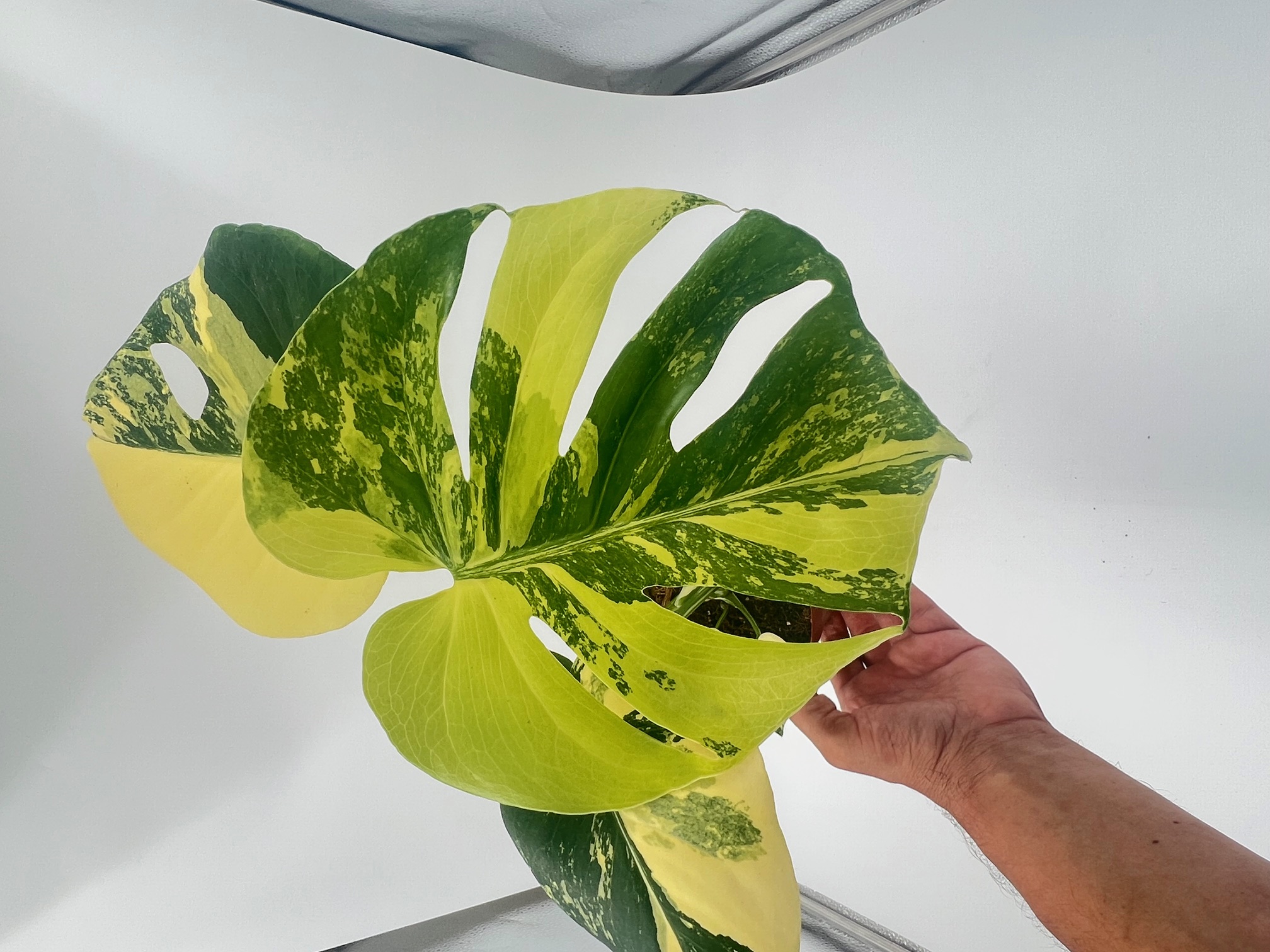 Monstera Deliciosa Pom Pom Aurea