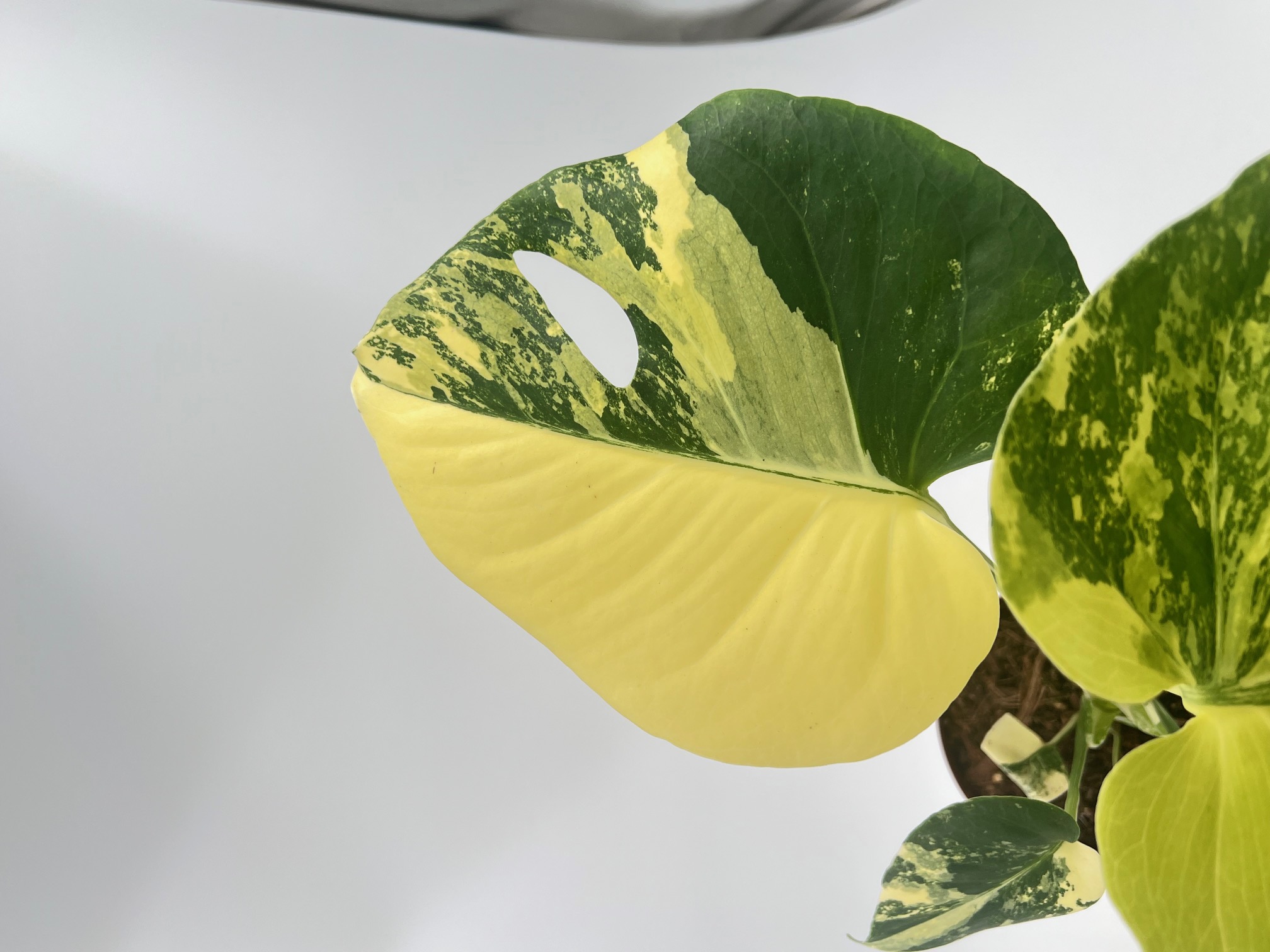 Monstera Deliciosa Pom Pom Aurea