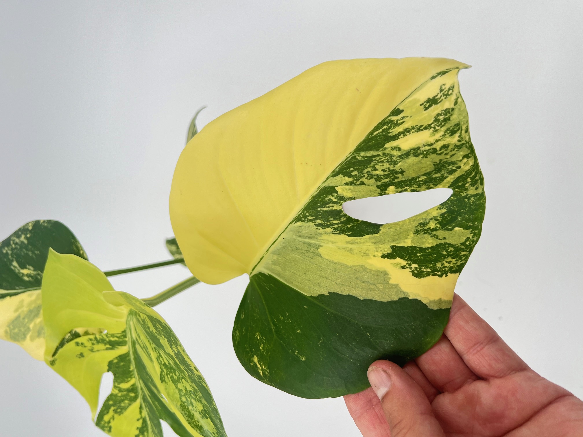 Monstera Deliciosa Pom Pom Aurea