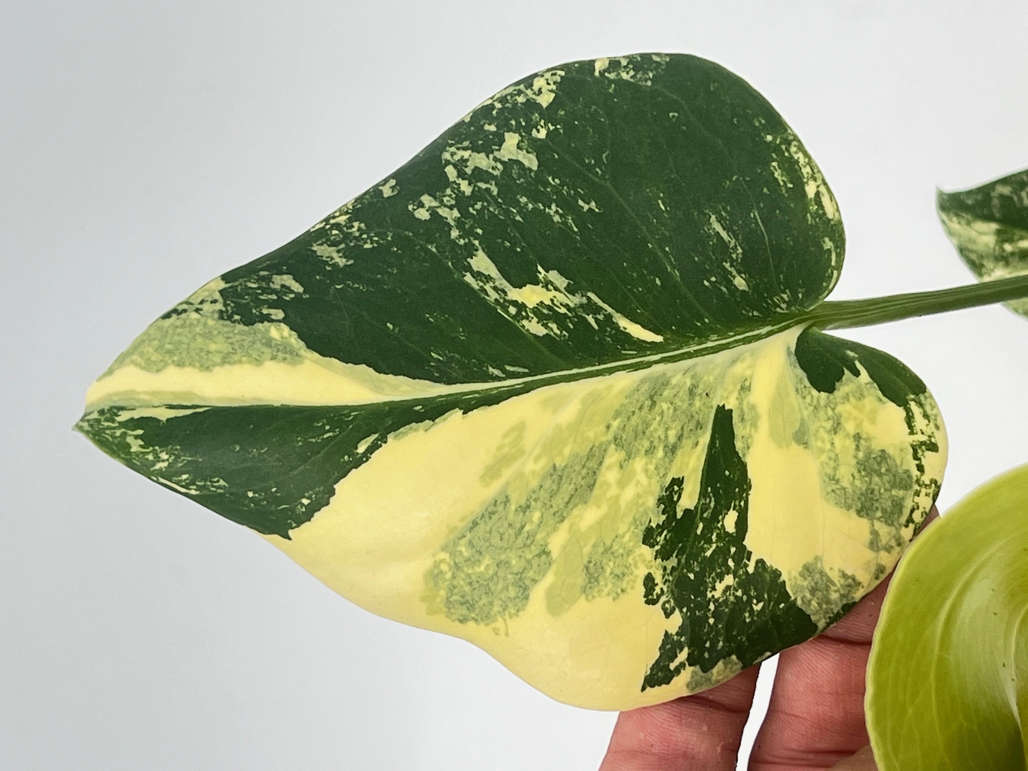 Monstera Deliciosa Pom Pom Aurea