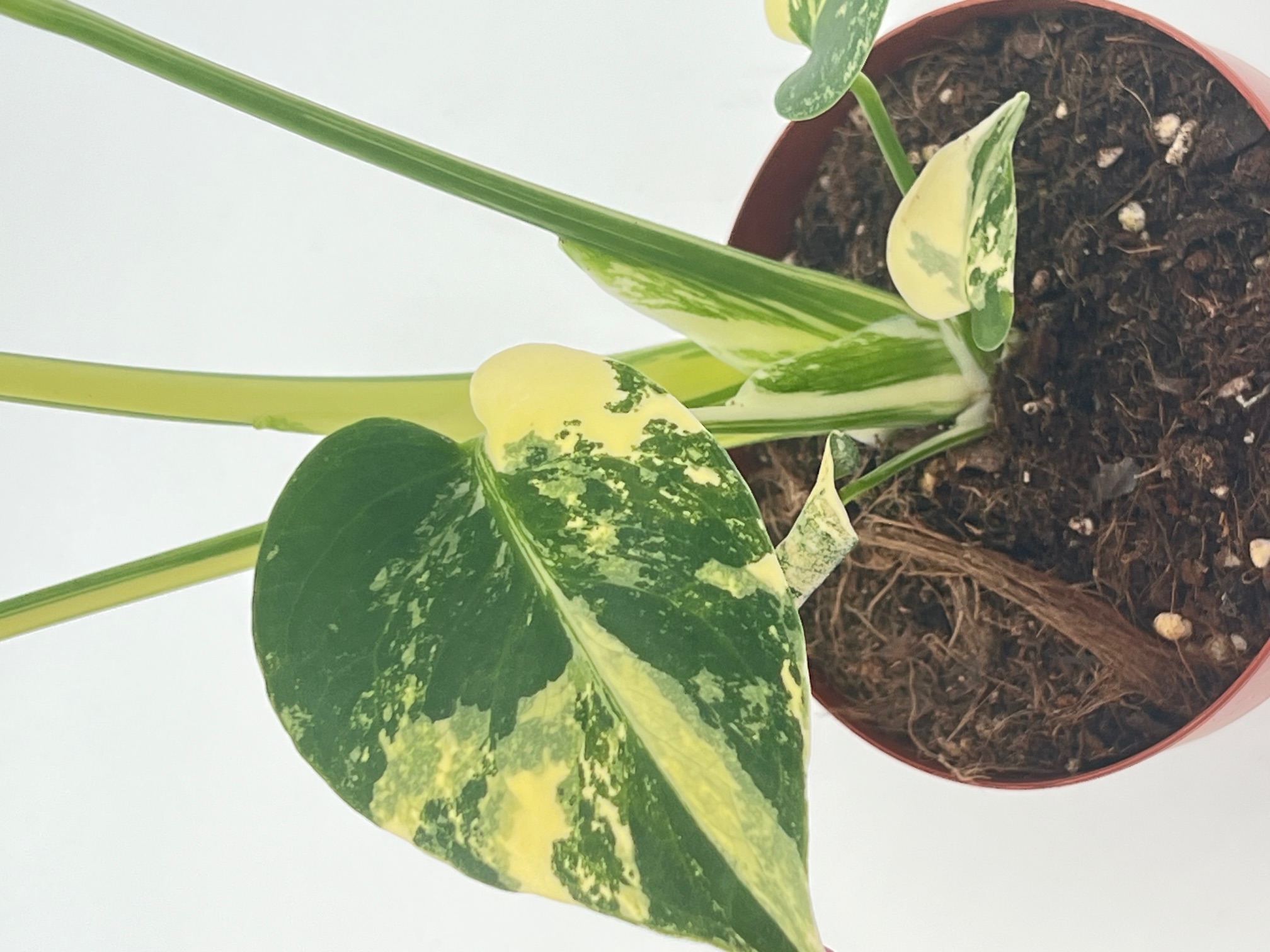 Monstera Deliciosa Pom Pom Aurea