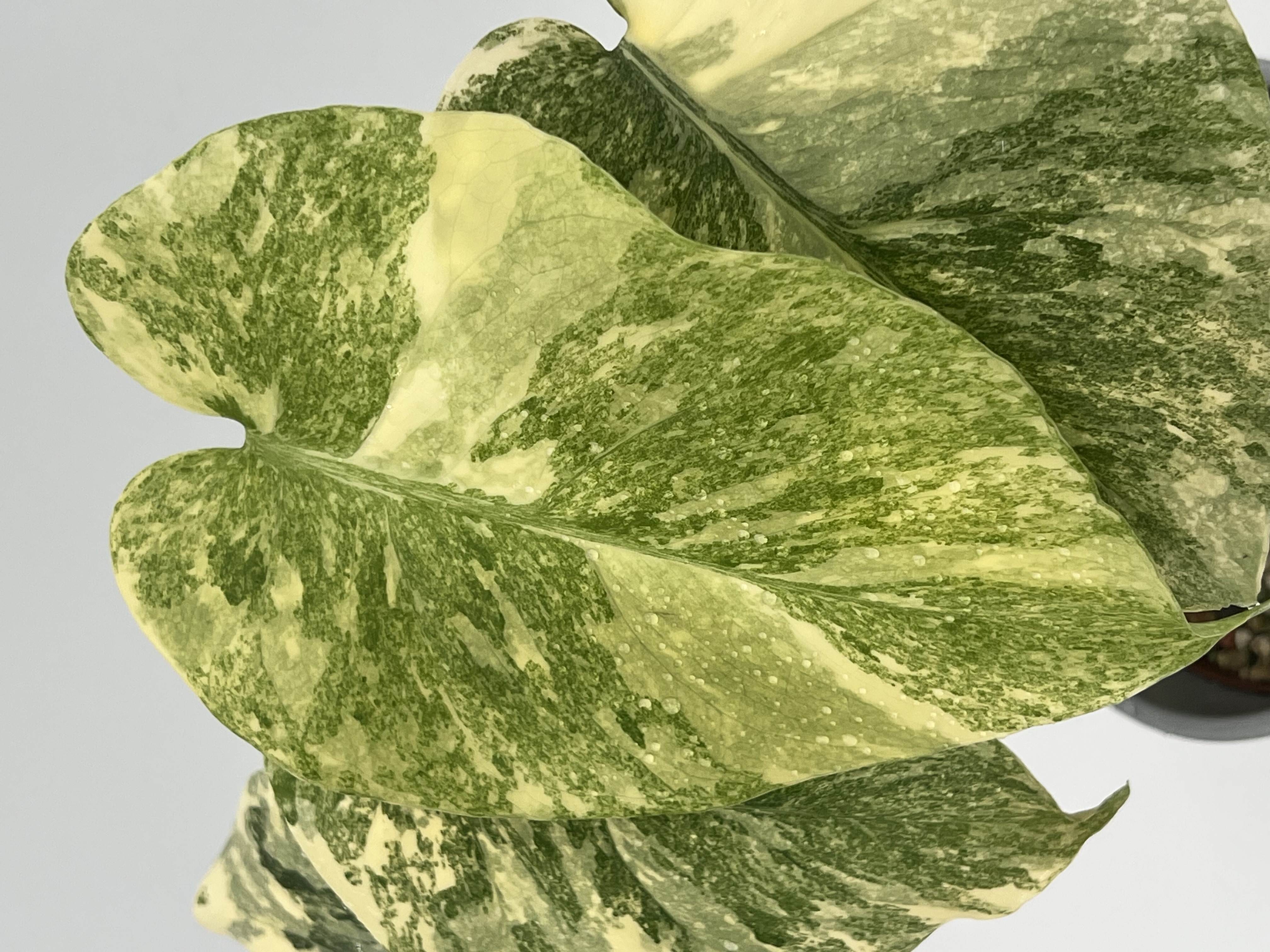 Monstera Legacy Variegated