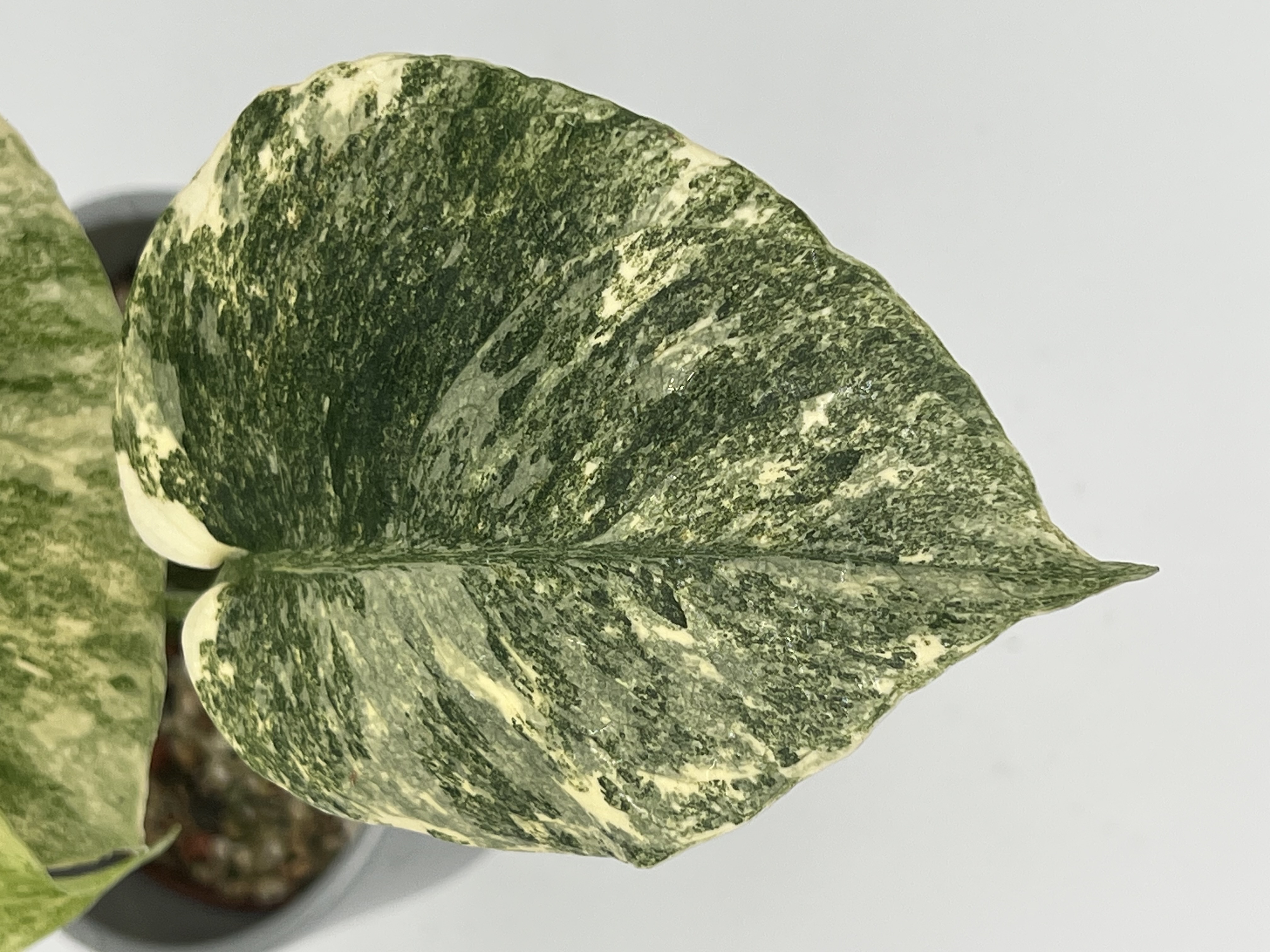 Monstera Legacy Variegated