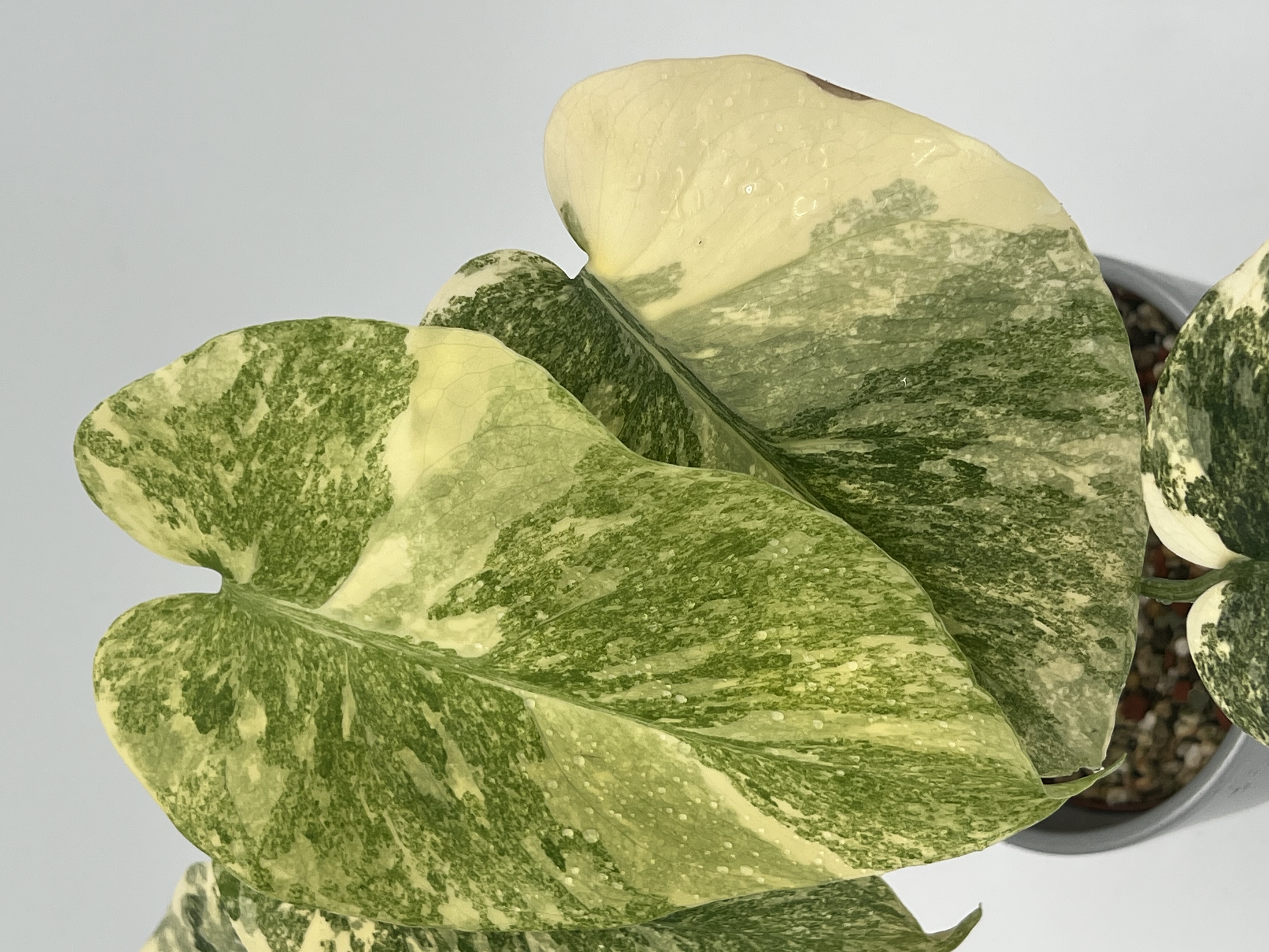 Monstera Legacy Variegated