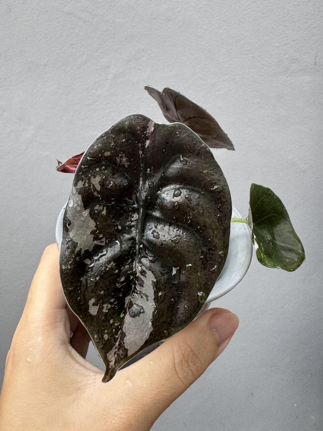 Alocasia Cuprea Pink 2 Variegated