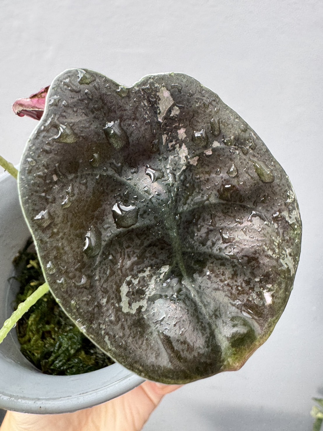 Alocasia Cuprea Pink 2 Variegated