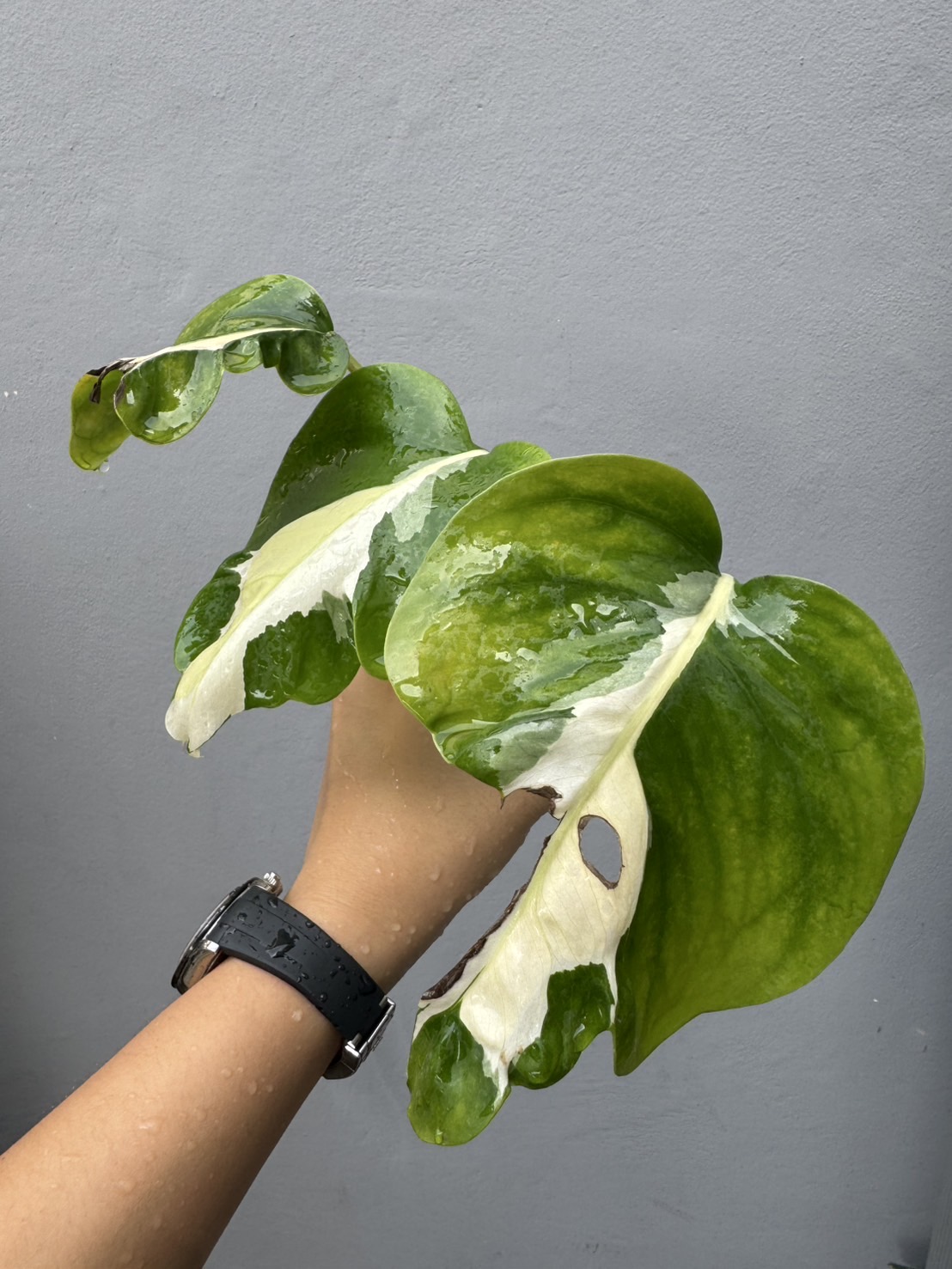 Monstera White Lava