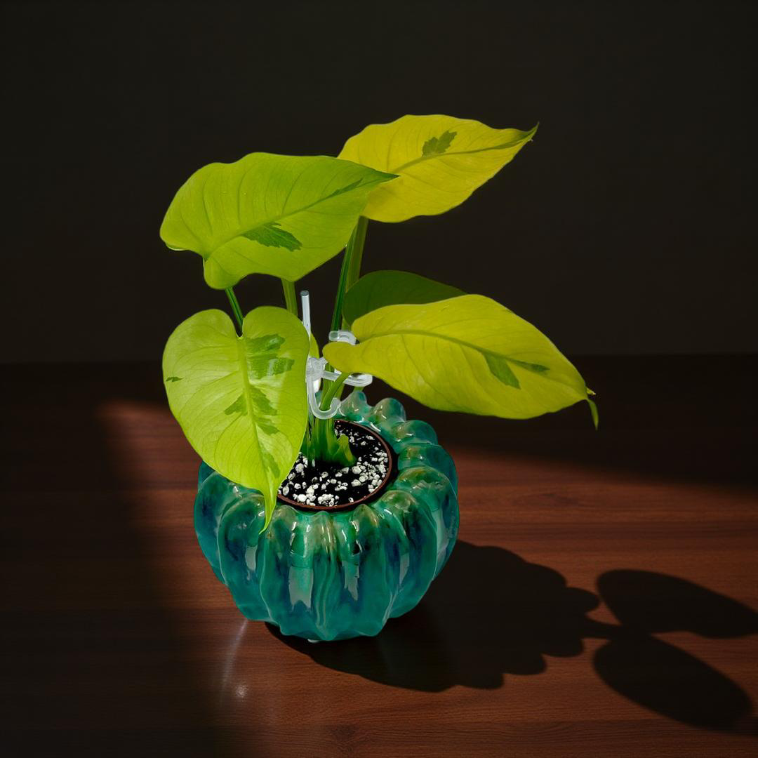 Winkelmandje - Panya's Variegated Plants