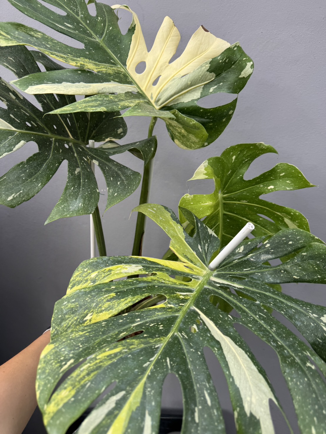 Winkelmandje - Panya's Variegated Plants