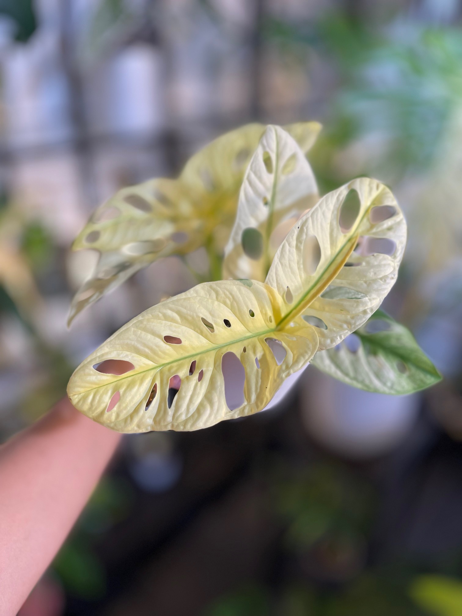 Monstera Adansonii Acuminata Variegated