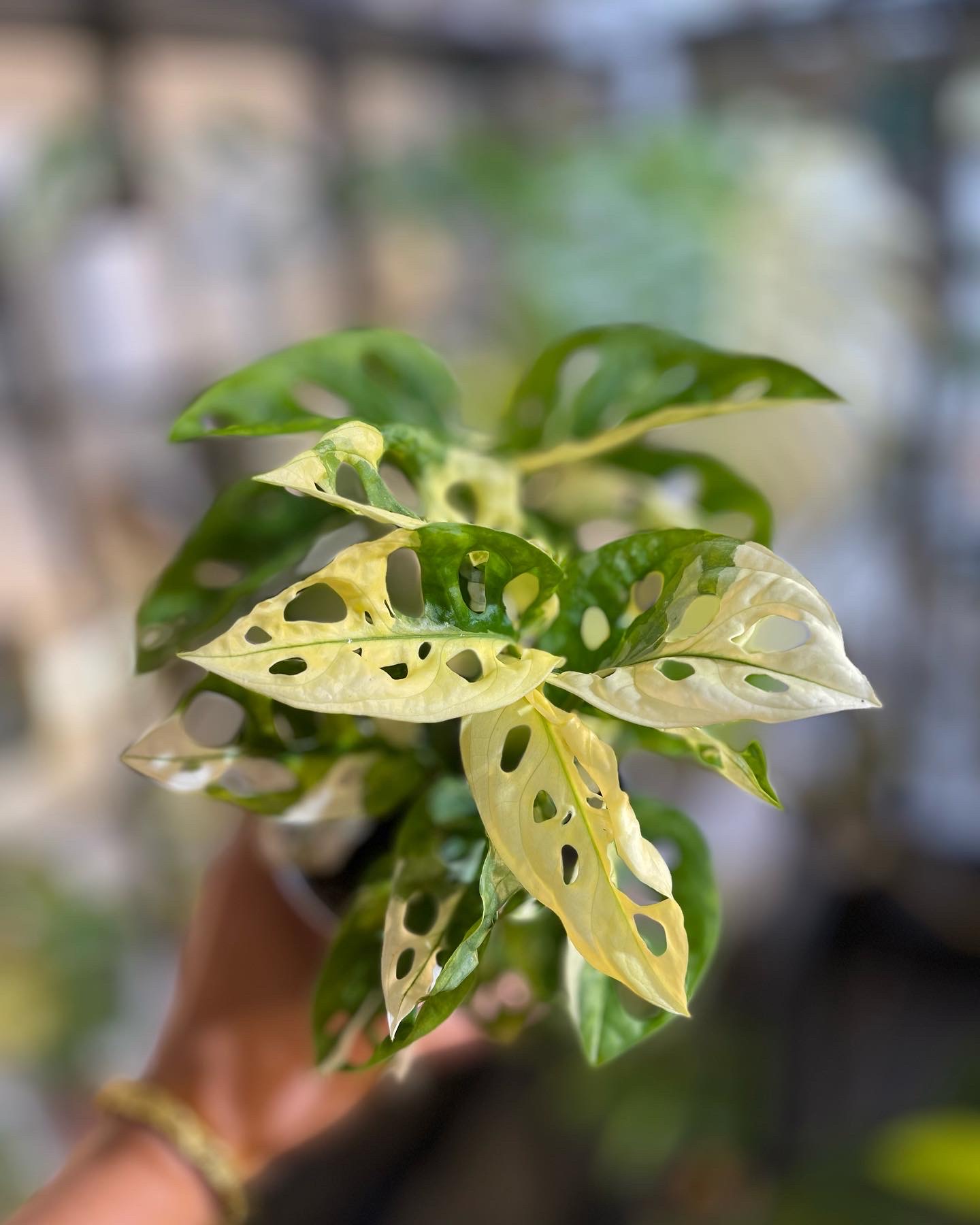 Monstera Adansonii Acuminata Variegated