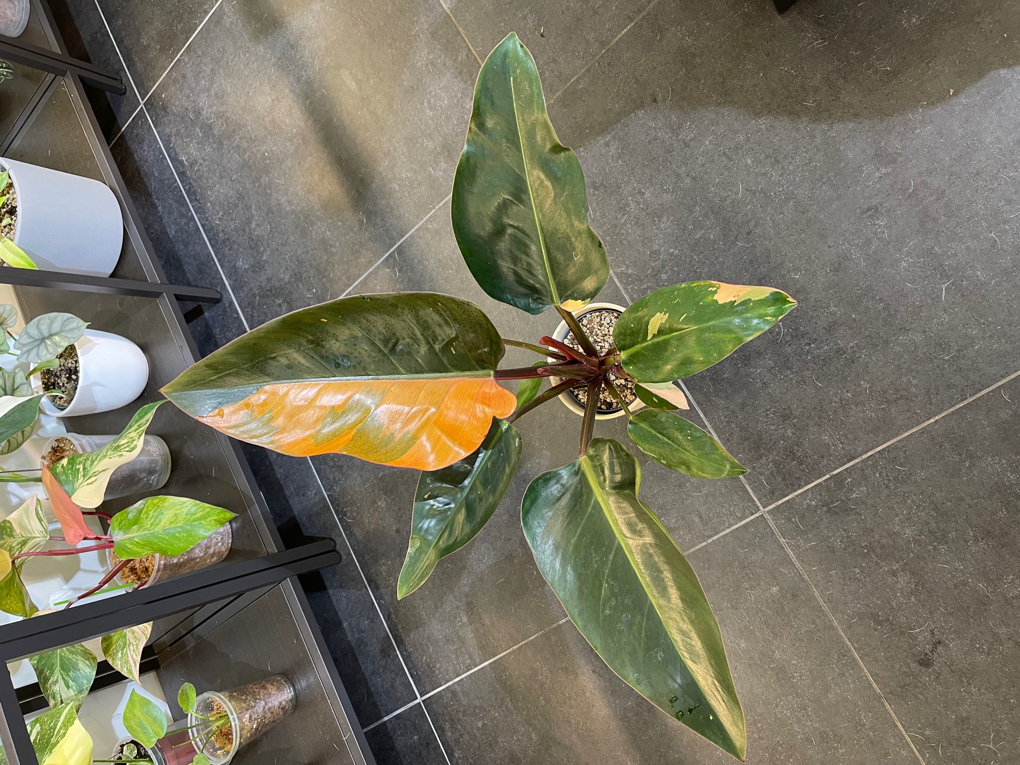 Philodendron Red Congo Variegated