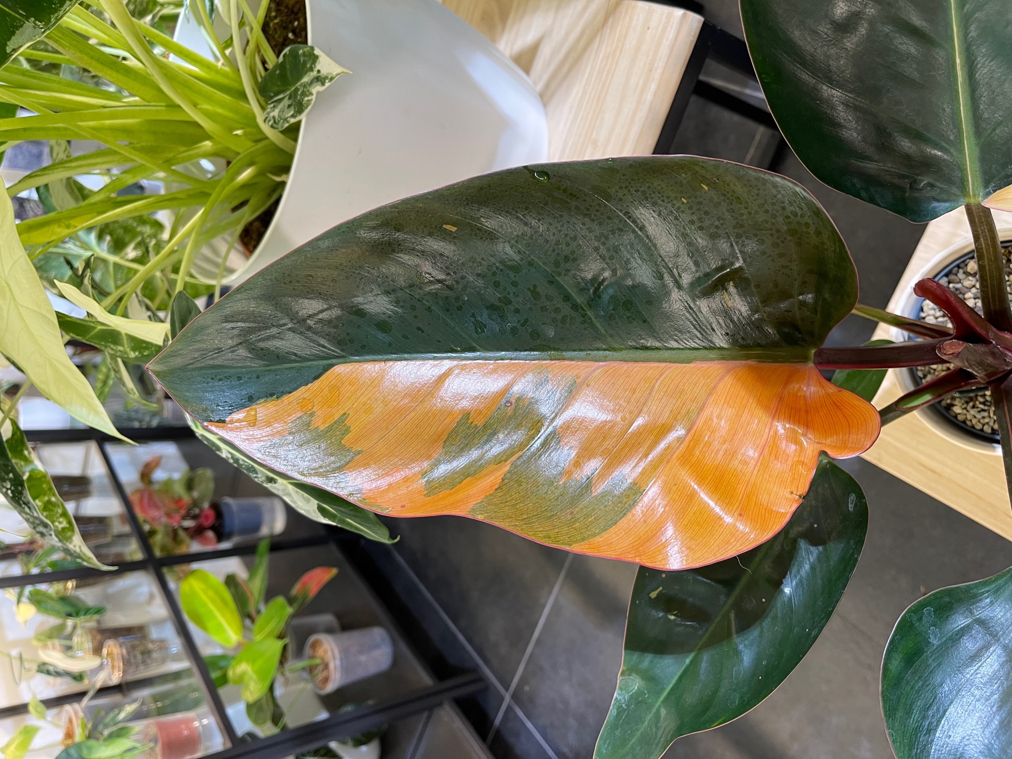 Philodendron Red Congo Variegated