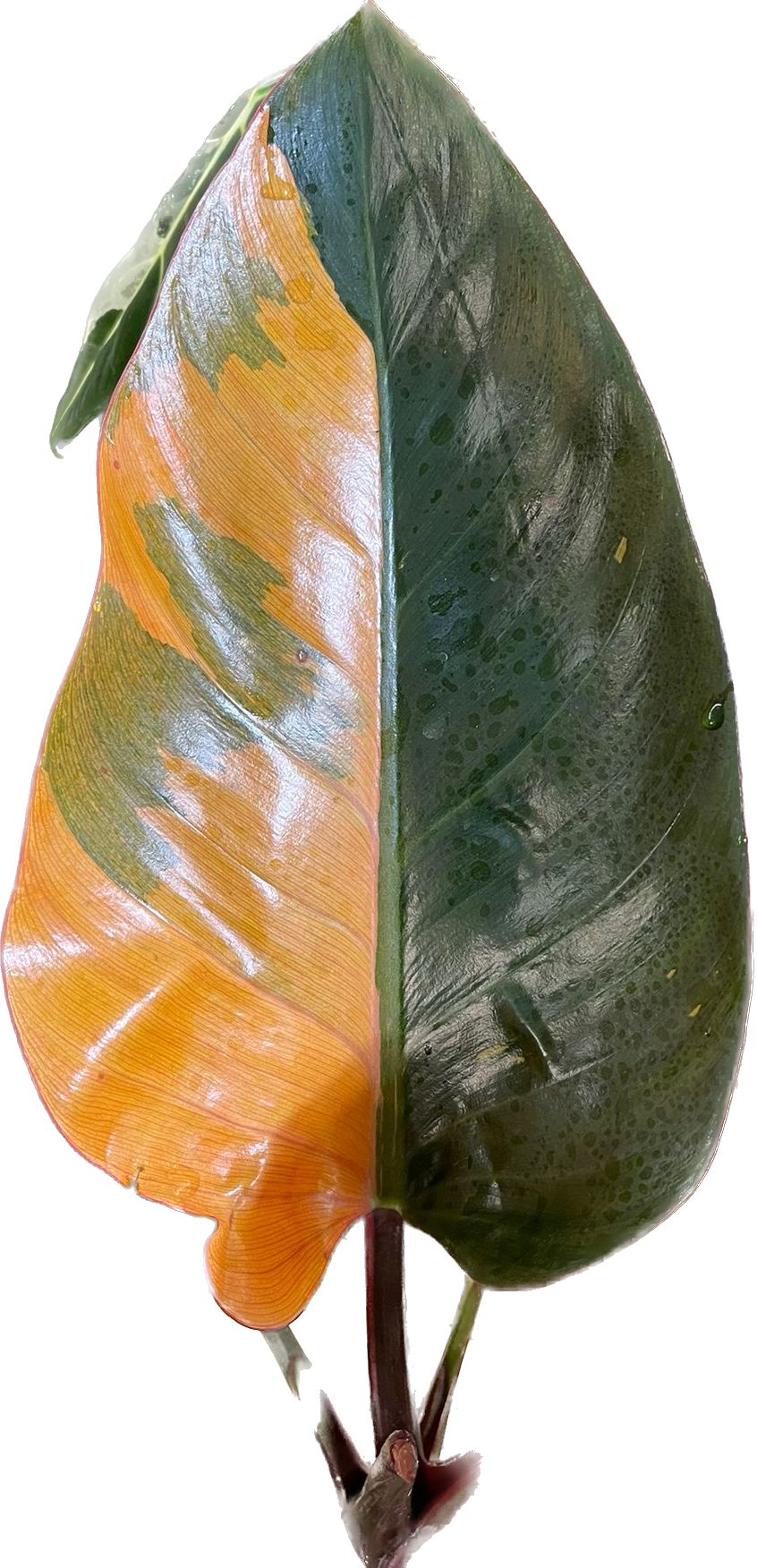 Philodendron Red Congo Variegated