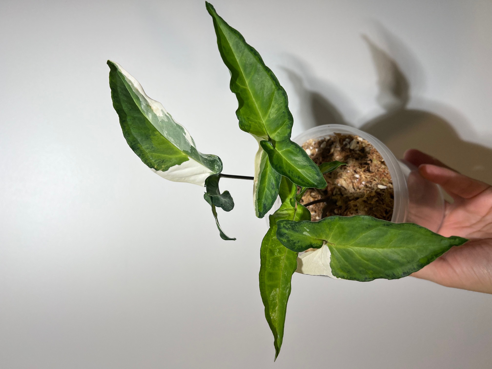 Syngonium Angustatum Variegated