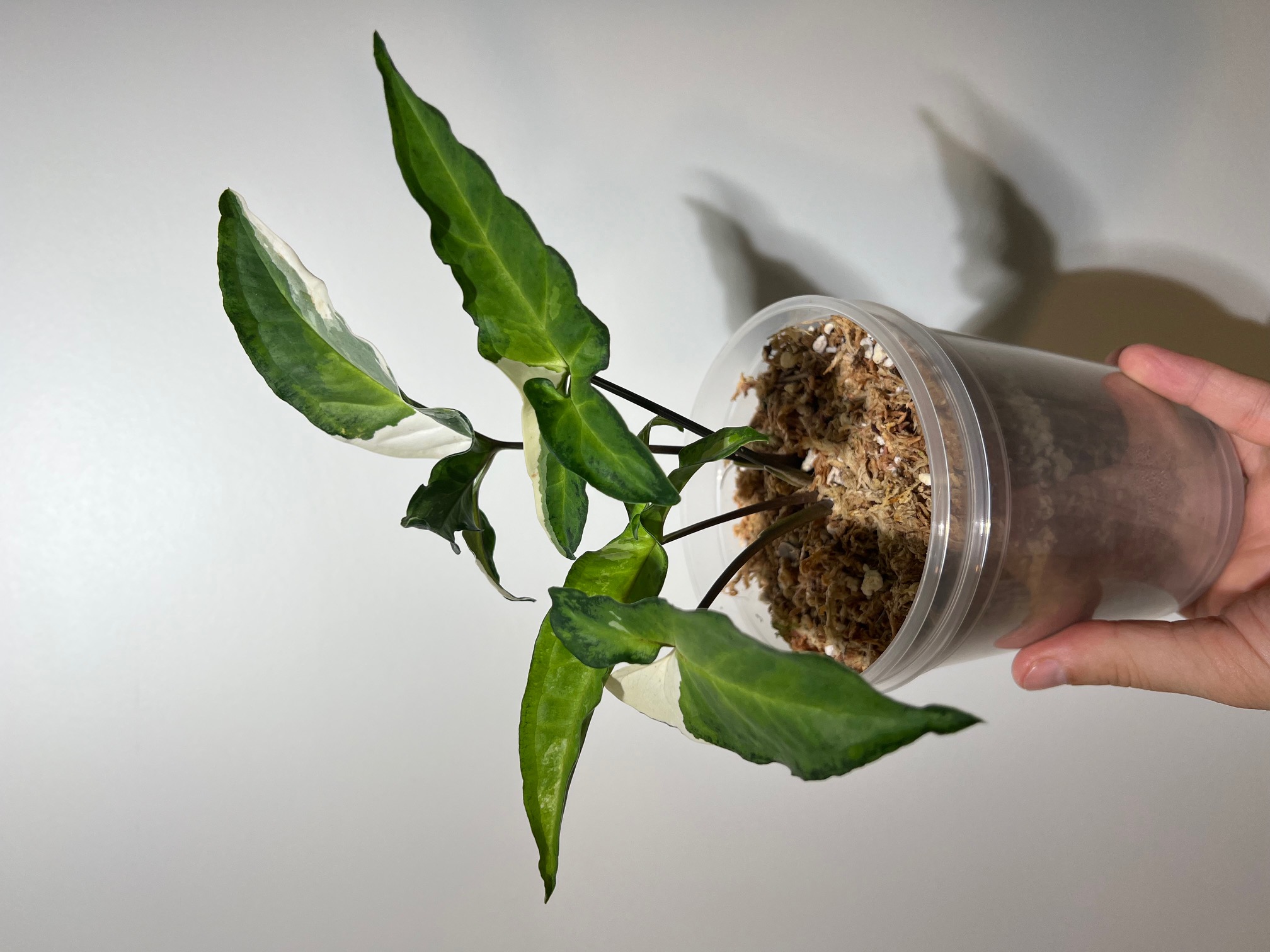 Syngonium Angustatum Variegated