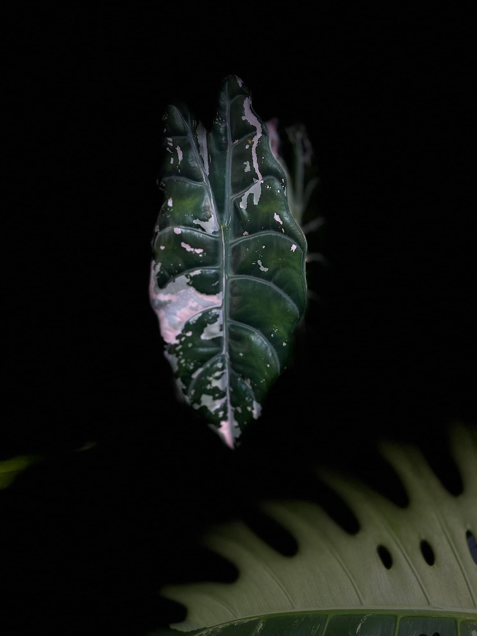 Alocasia Chantrieri Pink Variegated 1