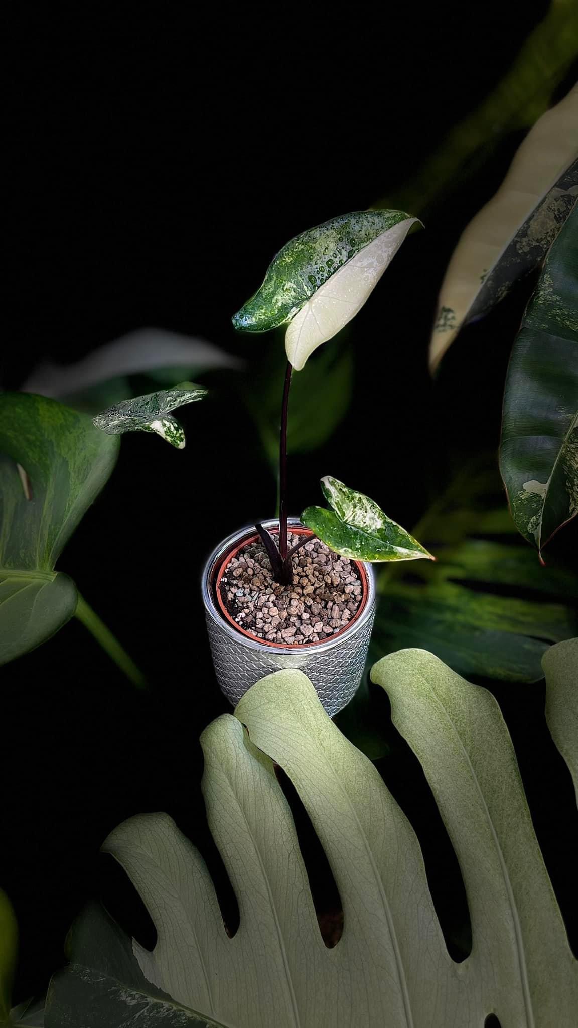 Alocasia Zebrina Black Stem Albo Variegated