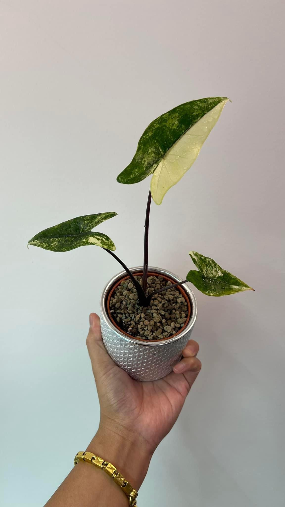 Alocasia Zebrina Black Stem Albo Variegated