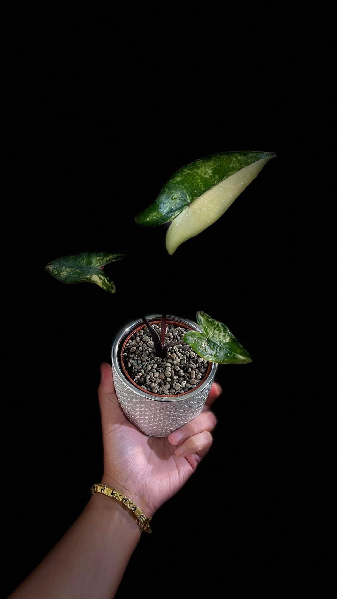 Alocasia Zebrina Black Stem Albo Variegated