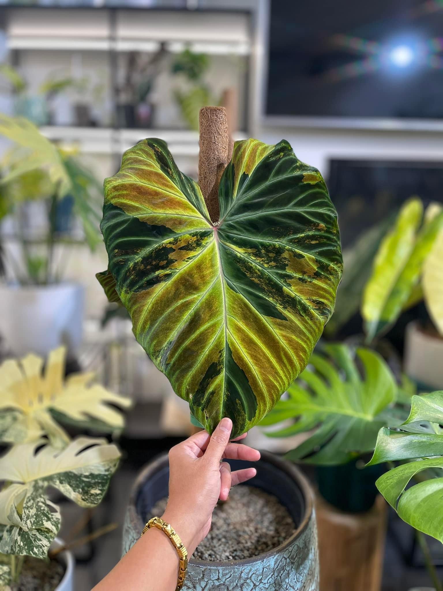 Philodendron Verrucosum Variegated