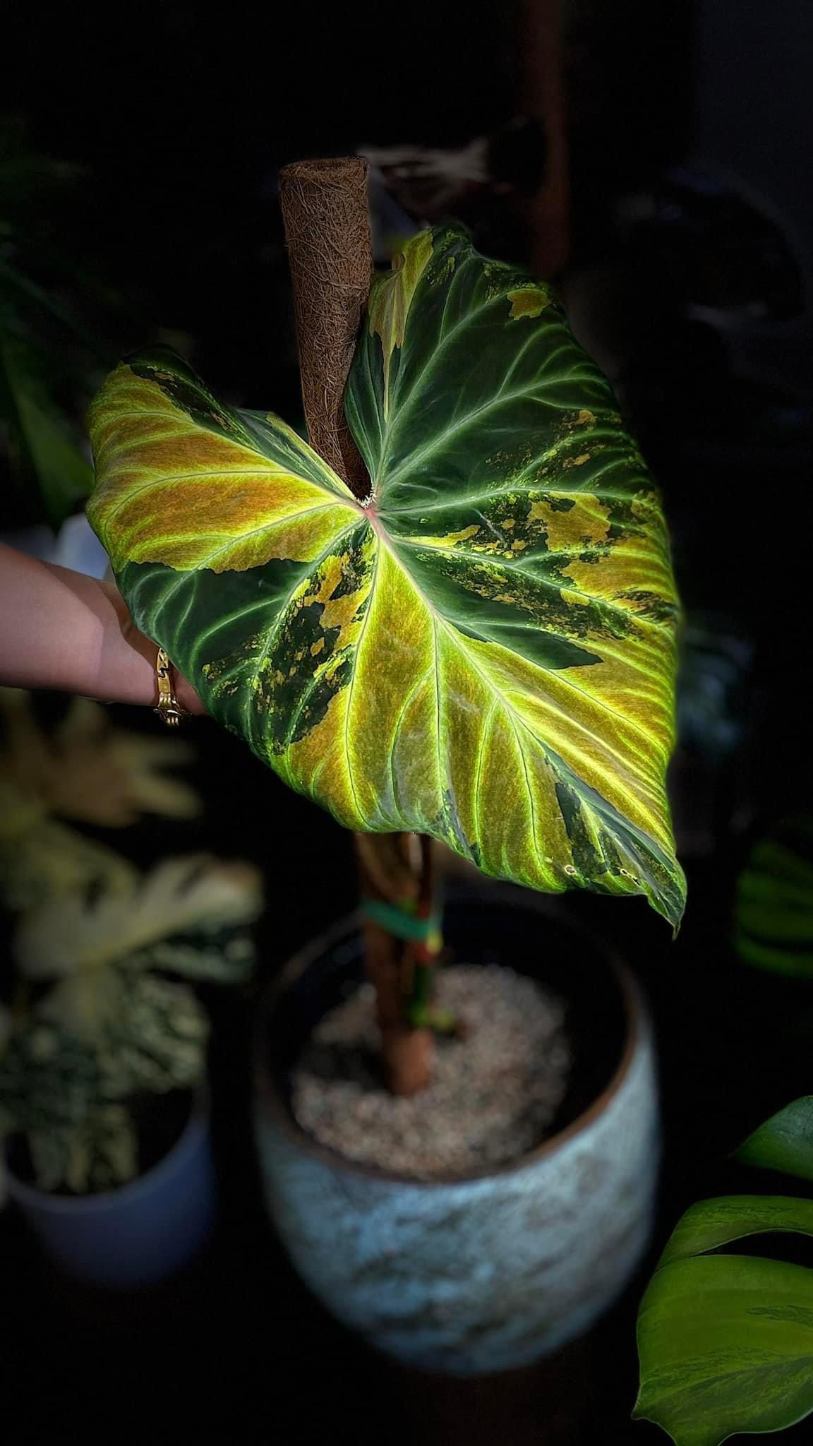 Philodendron Verrucosum Variegated