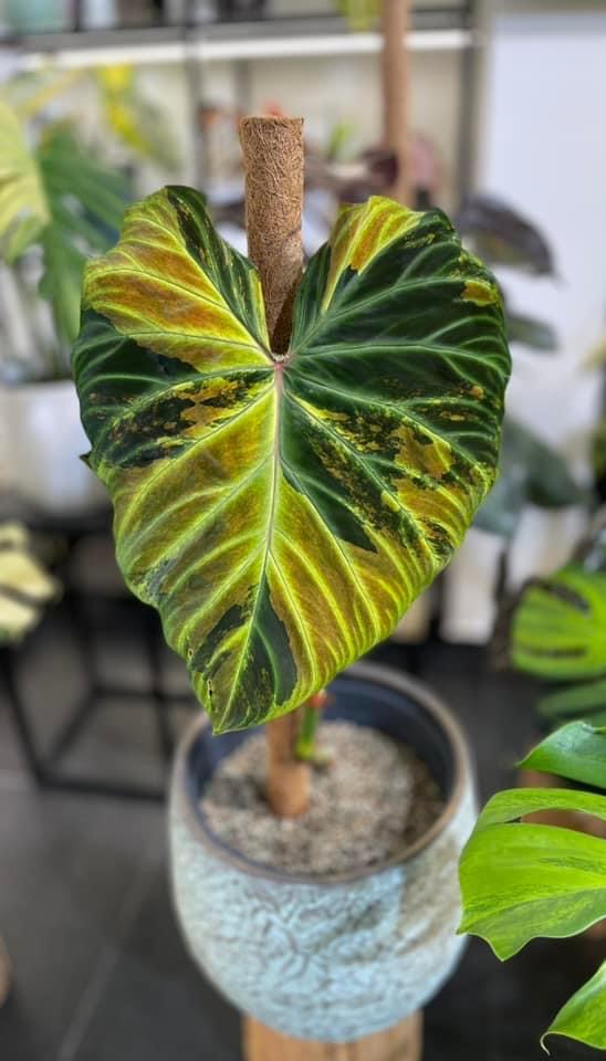 Philodendron Verrucosum Variegated