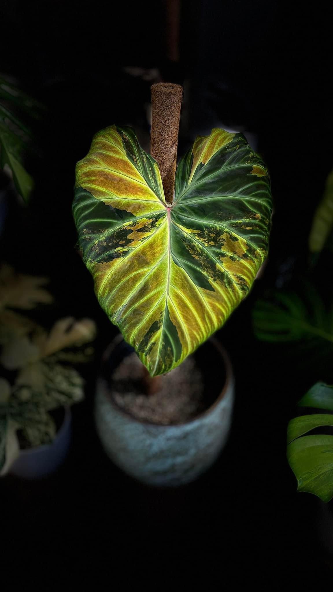 Philodendron Verrucosum Variegated