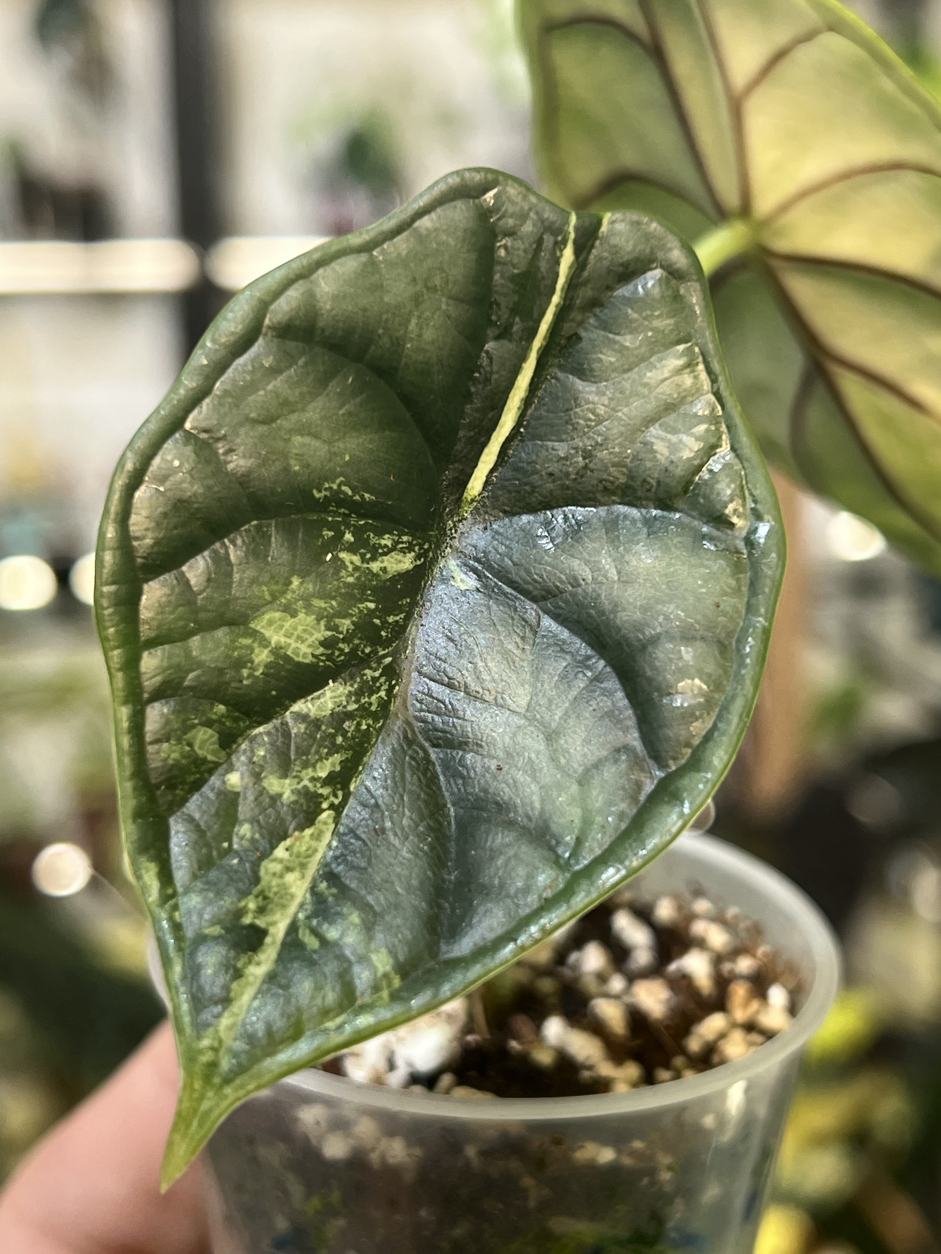 Alocasia Dragon Scale Albo Variegated