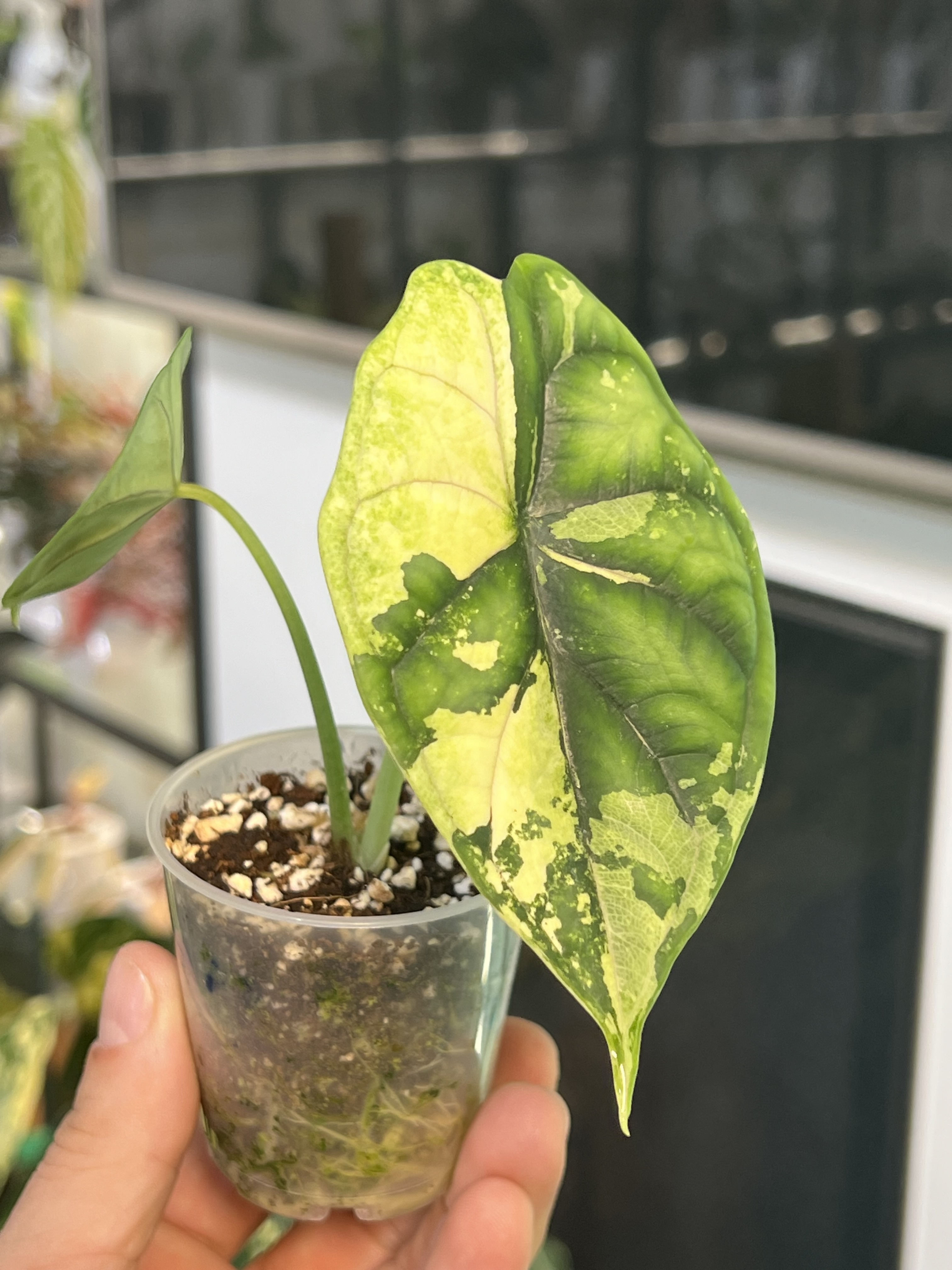 Alocasia Dragon Scale Albo Variegated