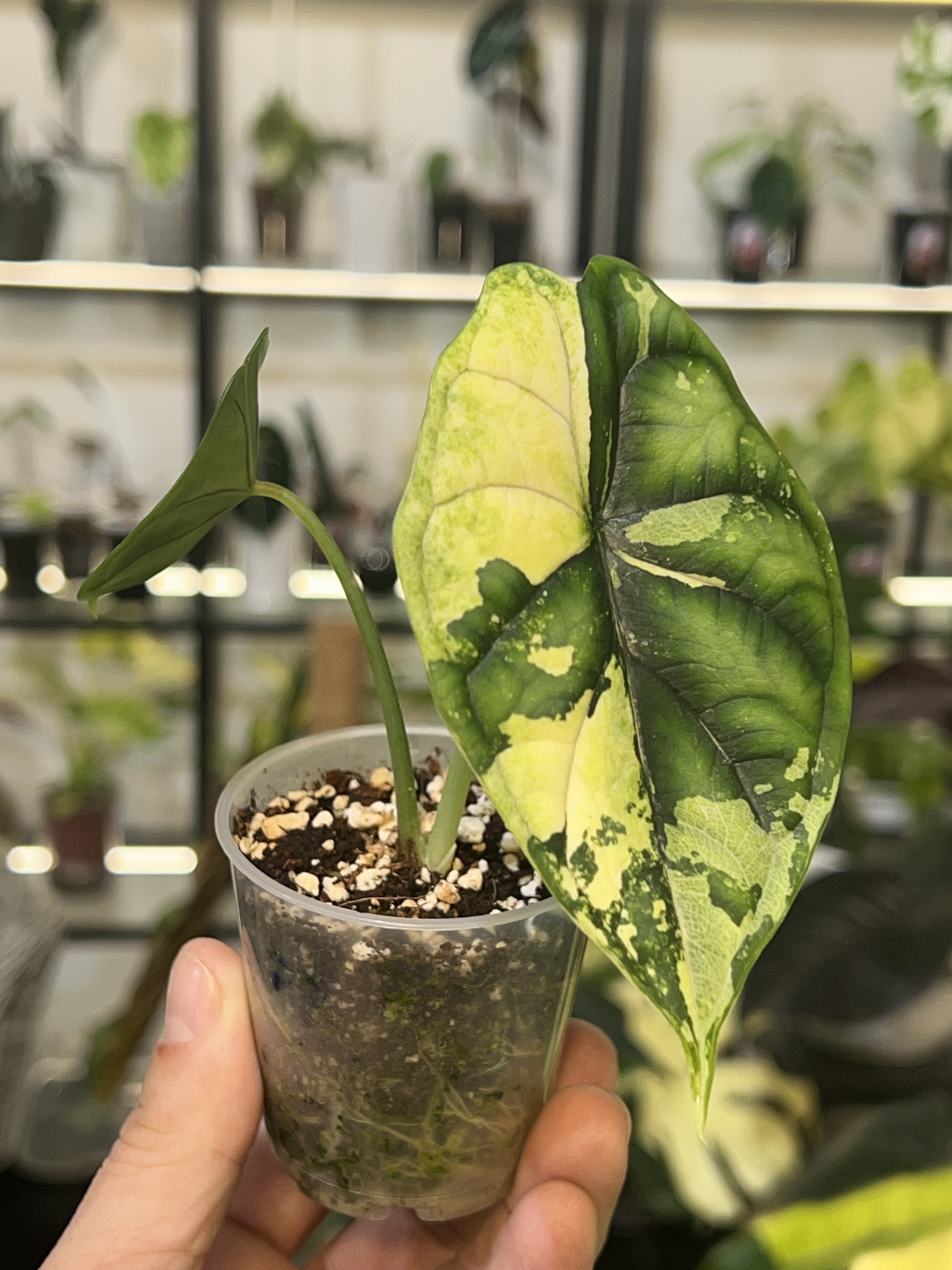 Alocasia Dragon Scale Albo Variegated