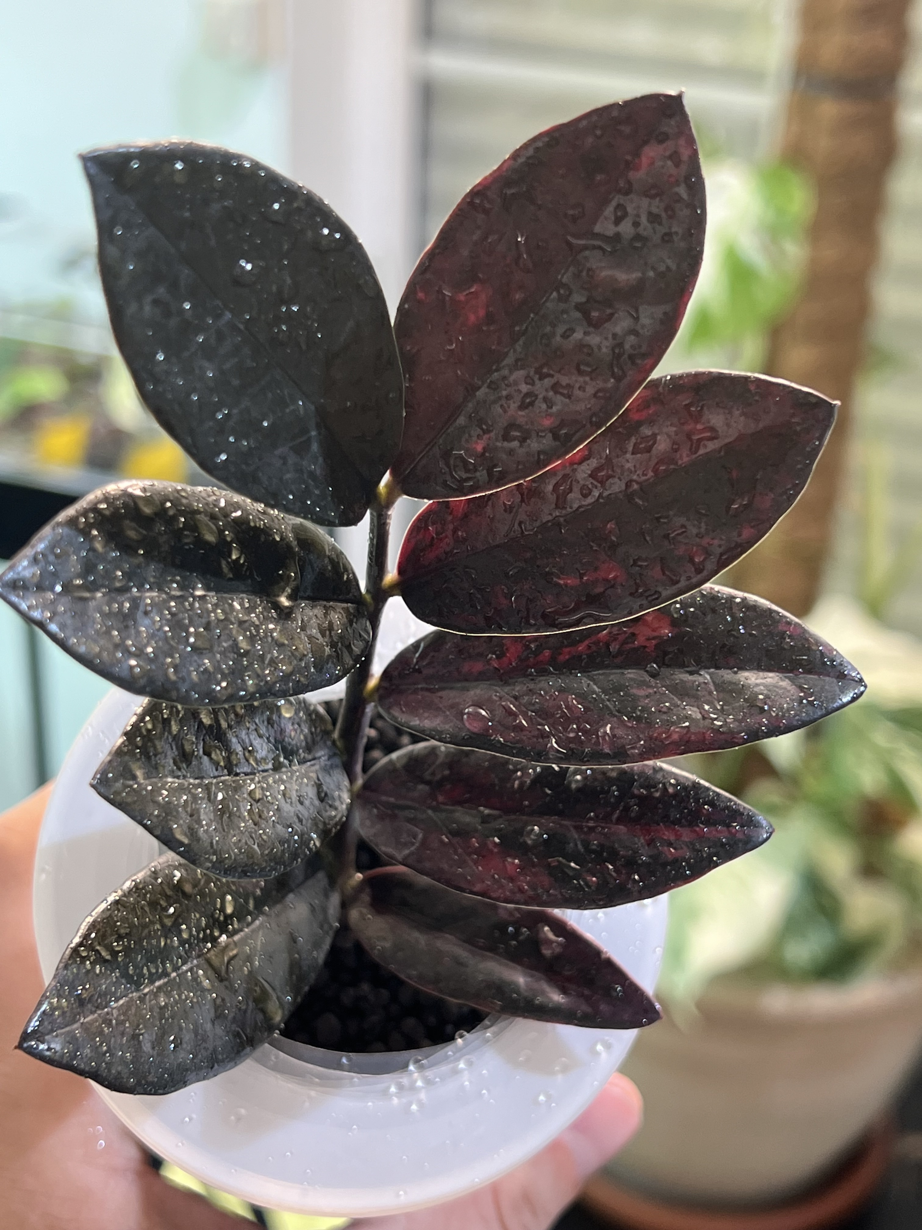 Zamioculcas Zamifolia Raven Pink Variegated